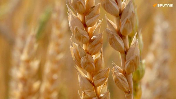 Burkina Faso Can Seek Agricultural Partnership With Russia to Boost Farm Yields: Expert - Sputnik Africa