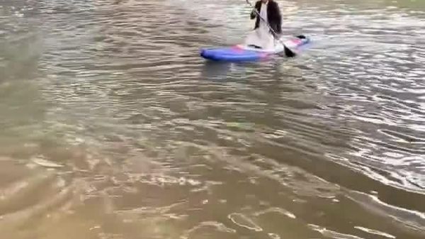 Paddleboarder Runs Red Light in Flooded Bangkok to Officiate Wedding—Police Officer Approves - Sputnik Africa