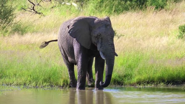 Conscience de soi et empathie: ce que révèle le comportement des éléphants - Sputnik Afrique