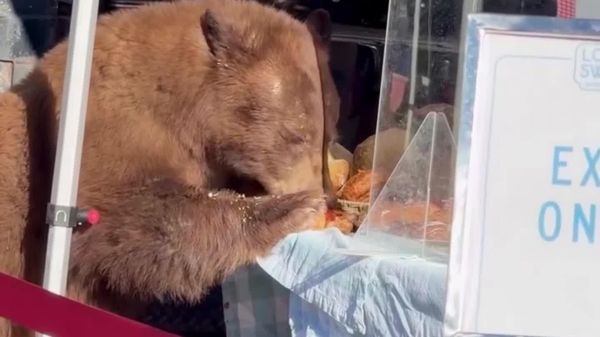 Hunger Makes You Bipedal: Bear Helps Itself to Fresh Bread in Colorado, Western US - Sputnik Africa