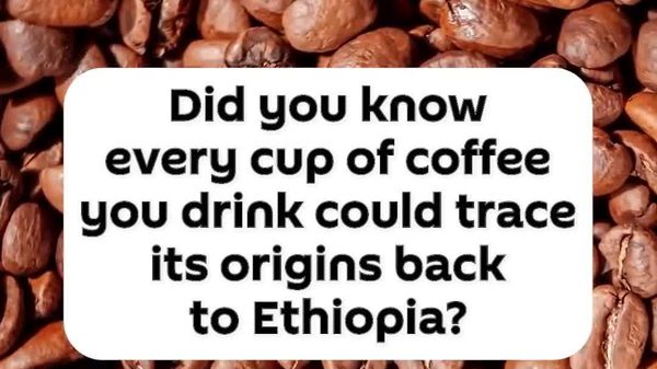 Coffee's Legendary Origin - Sputnik Africa