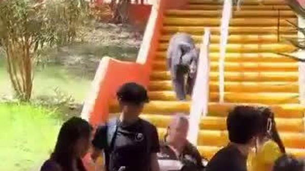 Bear Joins Student Ranks at University in Northern Mexico - Sputnik Africa
