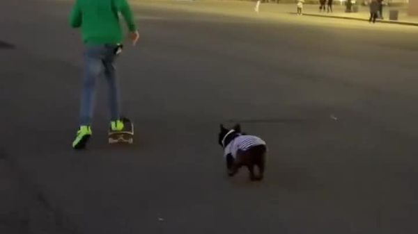 The Great Skateboard Heist: Dog Takes Over Streets of Russia's St - Sputnik Africa
