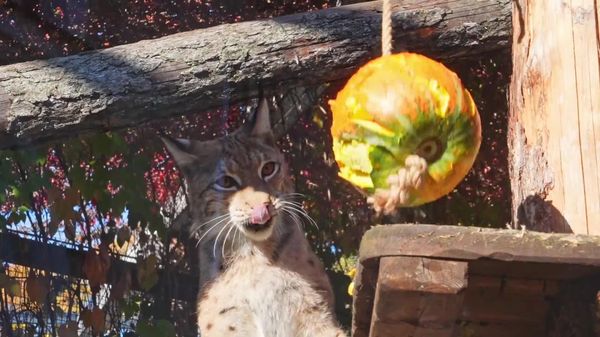 Serious at Heart, Playful in Soul: Big Wild Cats Prove They Are Just Like Kittens - Sputnik Africa
