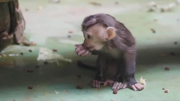 Rare and Adorable Baby: Lion-Tailed Macaque Born at Moscow Zoo - Sputnik Africa