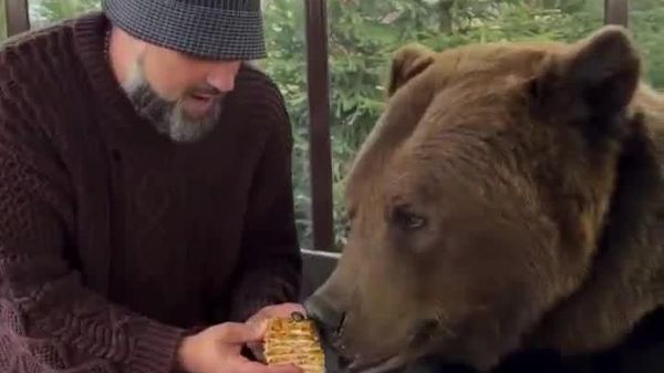 Classic Russia: Man Treats Bear to Honey 'Medovik' Cake - Sputnik Africa