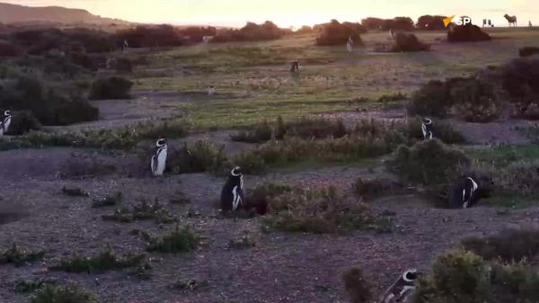 Snow-White Penguins? Yes, They Exist—in Argentina - Sputnik Africa