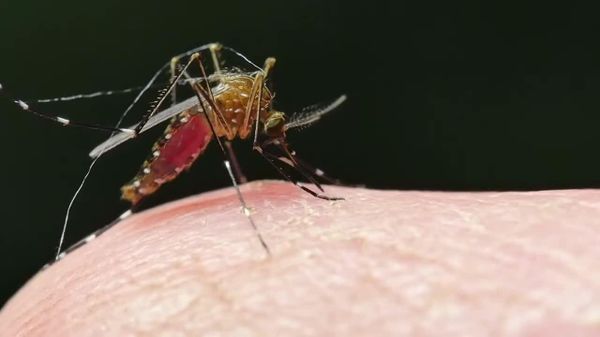 Ghana Keeps Yellow Fever Outbreak Under Control: Health Minister - Sputnik Africa