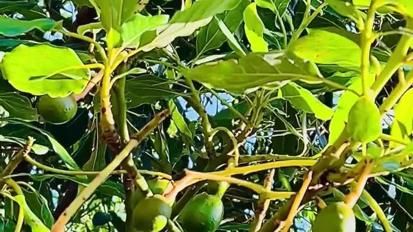 Tanzania's Avocado Exports Surpass 2030 Target: Agriculture Ministry - Sputnik Africa