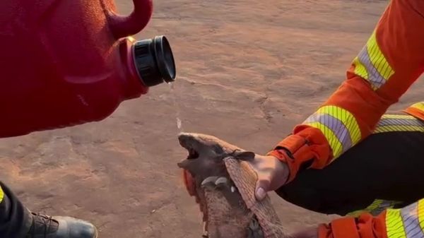 Thirsty Armadillo Finds Relief in the Hands of Brazilian Firefighters - Sputnik Africa