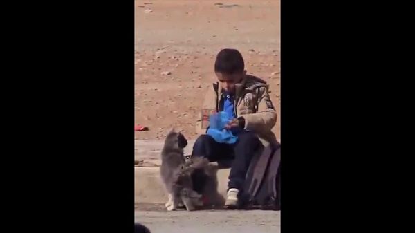 Algerian Schoolboy Touches Hearts With His Kindness Toward the Stray Cat - Sputnik Africa