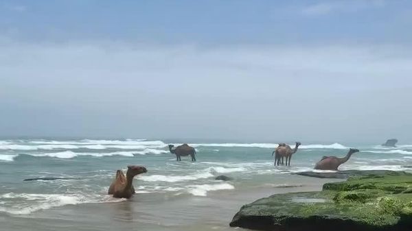 À Oman, des dizaines de dromadaires profitent de la plage — et ce n’est pas de l’IA À Oman, des dizaines de dromadaires profitent de la plage — et ce n’est pas de l’IA - Sputnik Afrique