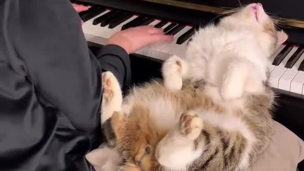 Fall Asleep to Piano Just Like This Viral Cat - Sputnik Africa