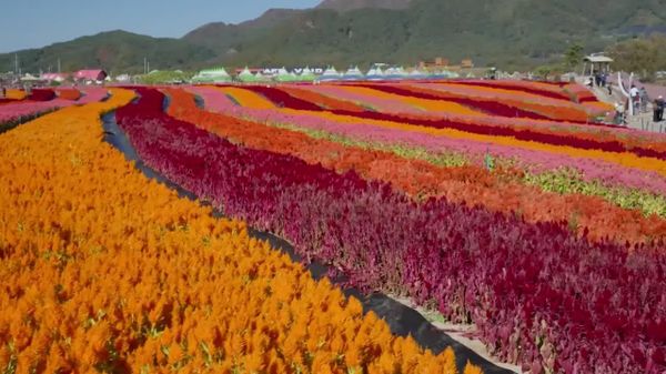 Un commando de fleurs: en Corée du Sud, un ancien polygone militaire s'est transformé en jardin d'automne - Sputnik Afrique