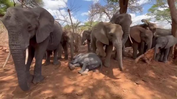 It Takes Village: May You Have as Many 'Sleep Guardians' as This Baby Elephant - Sputnik Africa
