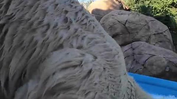 Ice, Ice, Baby: Polar Bear in US Zoo Shows Off His Favorite Way to Chill - Sputnik Africa