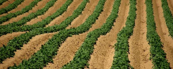 Champ de pommes de terre dans la région Pas-de-Calais - Sputnik Afrique