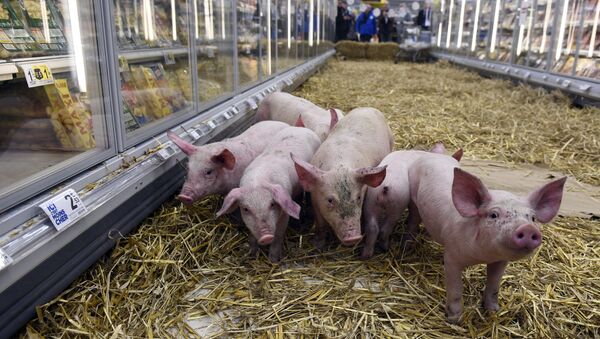 Piglets huddle together in the aisle where protesters put them in the meat seaction of a supermarket in Rennes, western France on February 7, 2015 - Sputnik Afrique