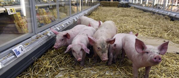 Piglets huddle together in the aisle where protesters put them in the meat seaction of a supermarket in Rennes, western France on February 7, 2015 - Sputnik Afrique