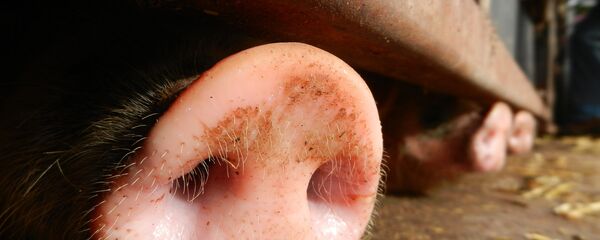 porcs - Sputnik Afrique