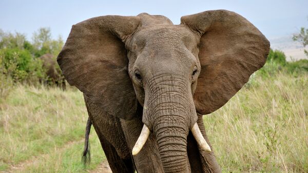 Un éléphant - Sputnik Afrique