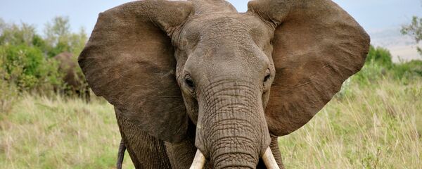 Un éléphant - Sputnik Afrique