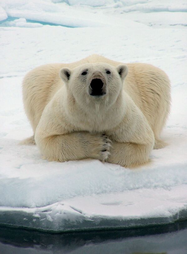 L'ours blanc, géant de l'Arctique - Sputnik Afrique