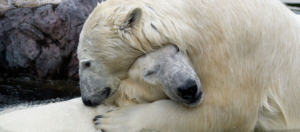 L'ours blanc, géant de l'Arctique - Sputnik Afrique