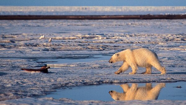 A polar bear in the Arctic National Wildlife Refuge - Sputnik Afrique