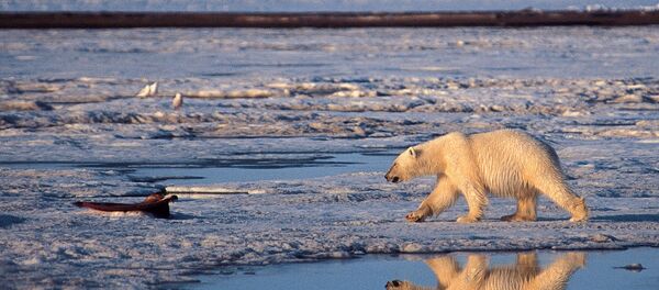 A polar bear in the Arctic National Wildlife Refuge - Sputnik Afrique