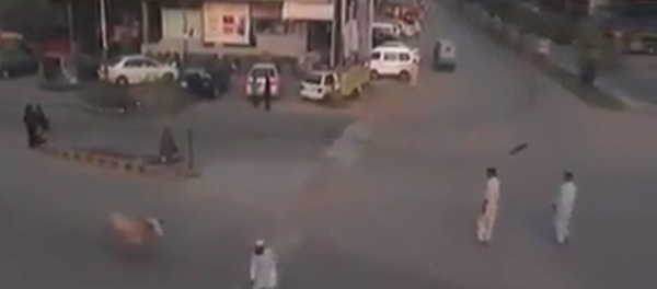 Cédez le passage à la vache - Sputnik Afrique