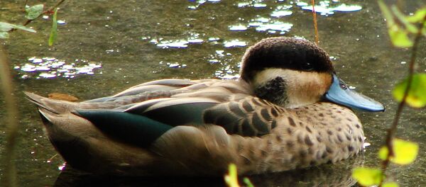 Готтентотский чирок - Sputnik Afrique