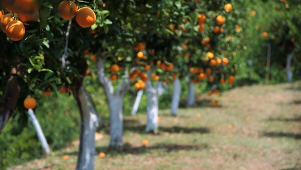 Orange Grove in the Botanical Park and Gardens, Fournes, Crete - Sputnik Afrique