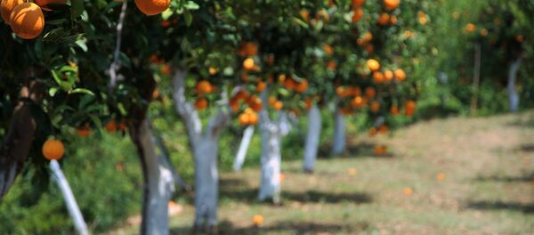 Orange Grove in the Botanical Park and Gardens, Fournes, Crete Orange Grove in the Botanical Park and Gardens, Fournes, Crete - Sputnik Afrique
