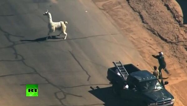Etats-Unis: chasse aux lamas dans les rues de Phoenix - Sputnik Afrique