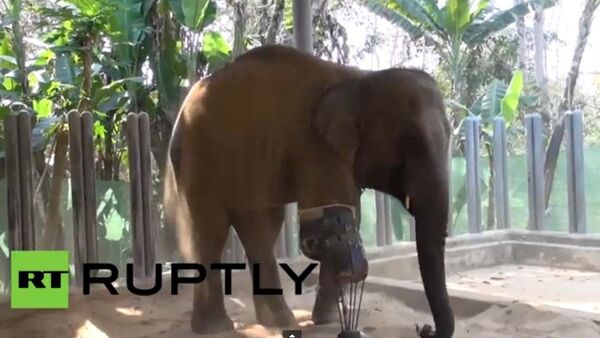 Thaïlande: une prothèse pour un éléphant à trois pattes - Sputnik Afrique