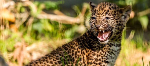 léopard - Sputnik Afrique