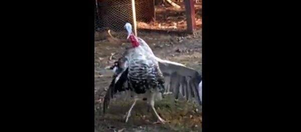 Perfide, la dinde Perfide, la dinde - Sputnik Afrique