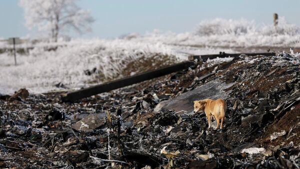 A dog stands at the site where MH17, a Malaysia Airlines Boeing 777 plane, crashed near the village of Hrabove (Grabovo) in Donetsk region - Sputnik Afrique