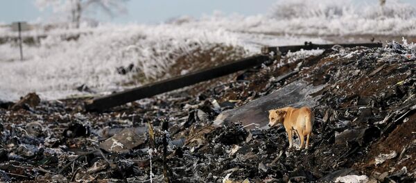 A dog stands at the site where MH17, a Malaysia Airlines Boeing 777 plane, crashed near the village of Hrabove (Grabovo) in Donetsk region - Sputnik Afrique