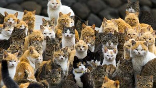Japon: au paradis des chats - Sputnik Afrique