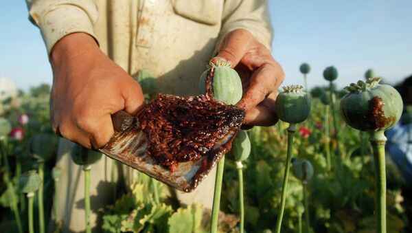 An Afghan man works on a poppy field in Jalalabad province in this May 1, 2014 file photo. - Sputnik Afrique