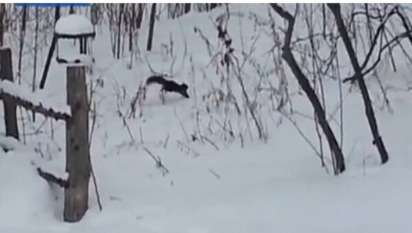 Un écureuil danse sur la neige - Sputnik Afrique