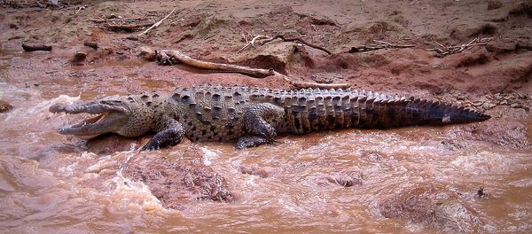 Crocodile - Sputnik Afrique