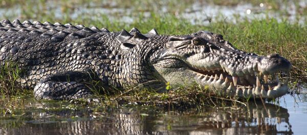 Saltwater Crocodile - Sputnik Afrique