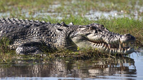 Saltwater Crocodile - Sputnik Afrique