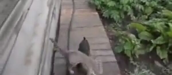 Un chien de taxi - Sputnik Afrique