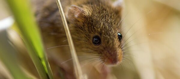 Un nouveau mammifère datant des dinosaures découvert en Espagne Un nouveau mammifère datant des dinosaures découvert en Espagne - Sputnik Afrique