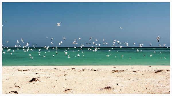 Archipel des Dahlak - Sputnik Afrique