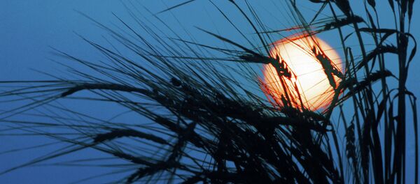 Рожь - Sputnik Afrique